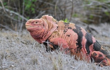Galapagos rosa landleguan  