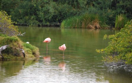 Floreana Island image
