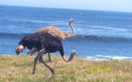 Hermanus och Vingård image
