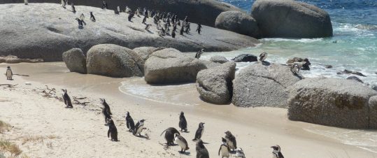 Höstlov i Sydafrika hero image