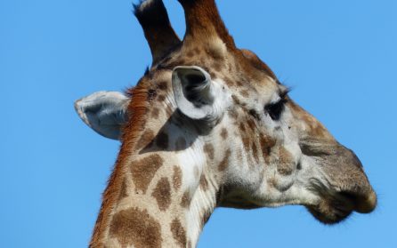 Flyg till Johannesburg image