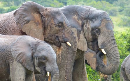 Safari i olika områden image