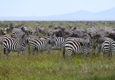Serengeti national park thumbnail