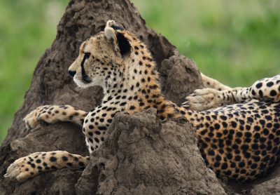 Serengeti national park thumbnail