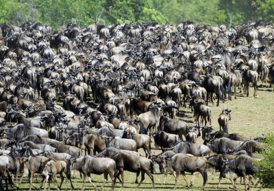Serengeti national park thumbnail