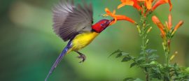 Expedition Vietnam – djur och natur med Anders Haglund thumbnail