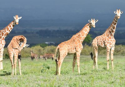Serengeti national park thumbnail