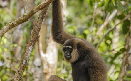 Pondok Tanggui – Camp Leakey image