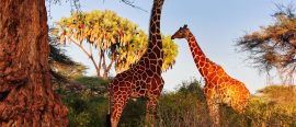 Expedition Norra Kenya – med Allan Carlson thumbnail