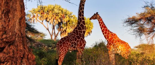 Expedition Norra Kenya – med Allan Carlson hero image