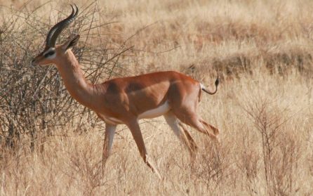 Norrut till torra Samburu image
