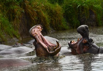 Serengeti national park thumbnail