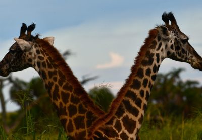 Serengeti national park thumbnail