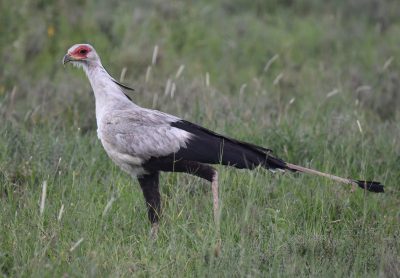 Serengeti national park thumbnail
