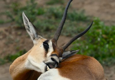 Serengeti national park thumbnail