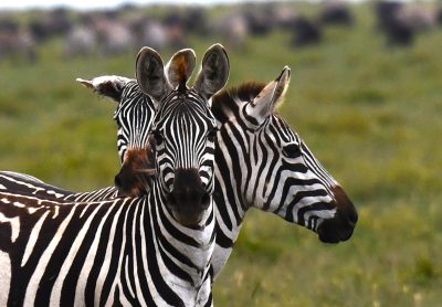 Serengeti national park thumbnail