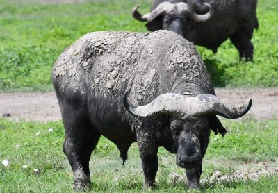 Ngorongoro Conservation area thumbnail