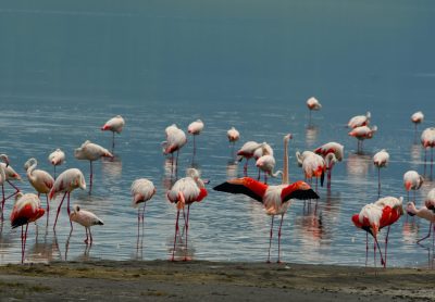 Ngorongoro Conservation area thumbnail