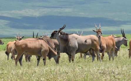 Enduimet Wildlife Reserve och Massajlodge image