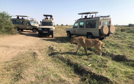 Safari i Ngorongorokratern image