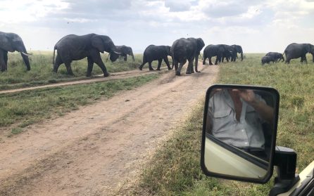 Arusha National park - gamedrive image