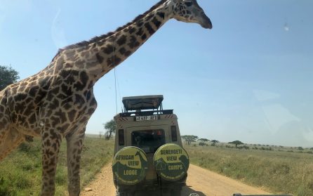 Serengetis storviltrika savanner image