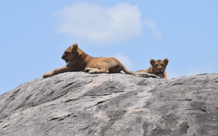 Serengeti och Seroneradalen image