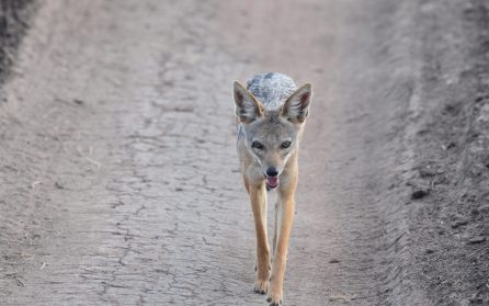 Safari på världens viltrikaste savanner image