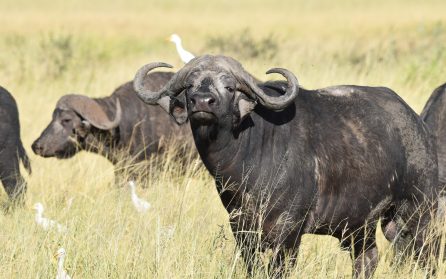 Tarangire image