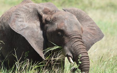 Safarin börjar i Tarangire National Park image