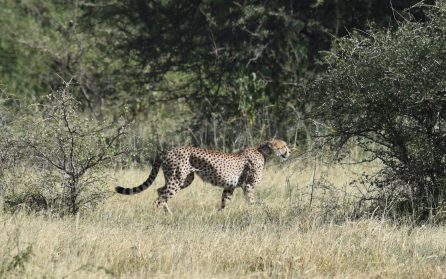 Serengetis storviltrika savanner image