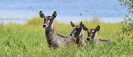 Expedition Tanzania – Till Serengetis hjärta thumbnail
