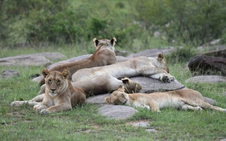 Meru National Park image