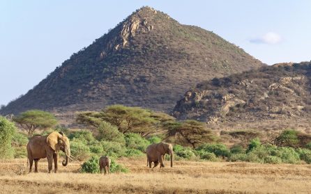 Samburu och Buffalo Springs image