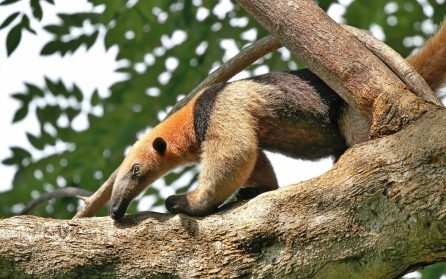 Corcovado Nationalpark image