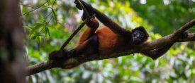 Vulkaner, regnskog och vita stränder i Costa Rica thumbnail
