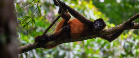 Vulkaner, regnskog och vita stränder i Costa Rica hero image