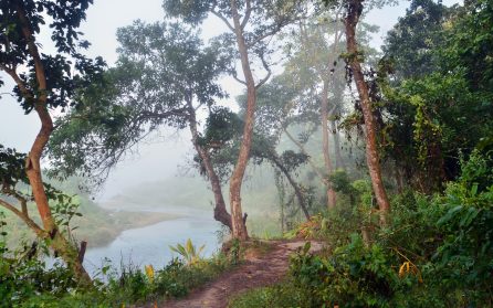 Mot Chitwan national park image