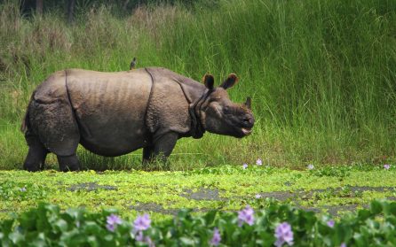 Utflykt i Chitwan national park image