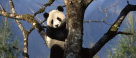 Kina thumbnail