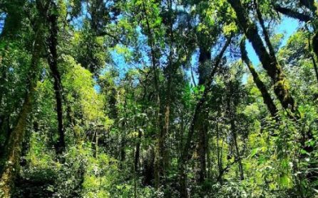 Ngoc Linh nationalpark image