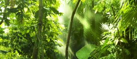 Det Gröna Paradiset Costa Rica thumbnail