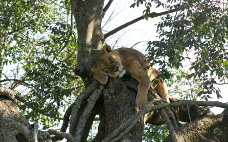 Vandring bland giraffer på Crescent Island och vidare till Lake Nakuru image