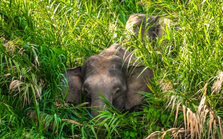 Båtfärd genom djungeln på Kinabatangan image