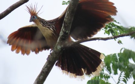 Putumayo Amazonas image