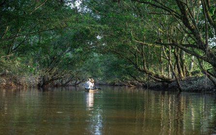 Amazonas med natur, vattenfall, fåglar och vilda djur. image