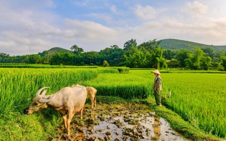 Åter till Saigon och flyg ned till Phu Quoc eller till Nha Trang Whale Island Resort image
