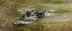 Mayarikets mysterier – bland historia och storslagen natur thumbnail