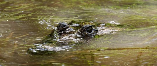 Mayarikets mysterier – bland historia och storslagen natur hero image