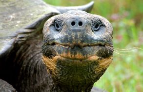 Fakta om Galapagos thumbnail